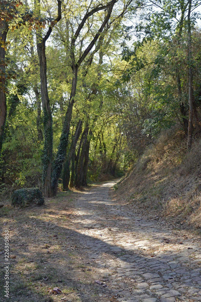 Obraz premium waldweg