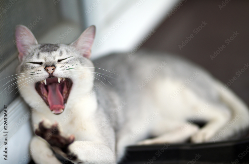 Yawn silver burmilla cat Yawn silver burmilla cat