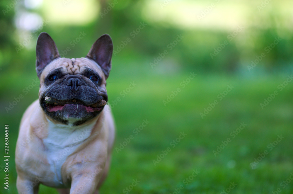 Close up portrait of a French Bulldog Close up portrait of a French Bulldog