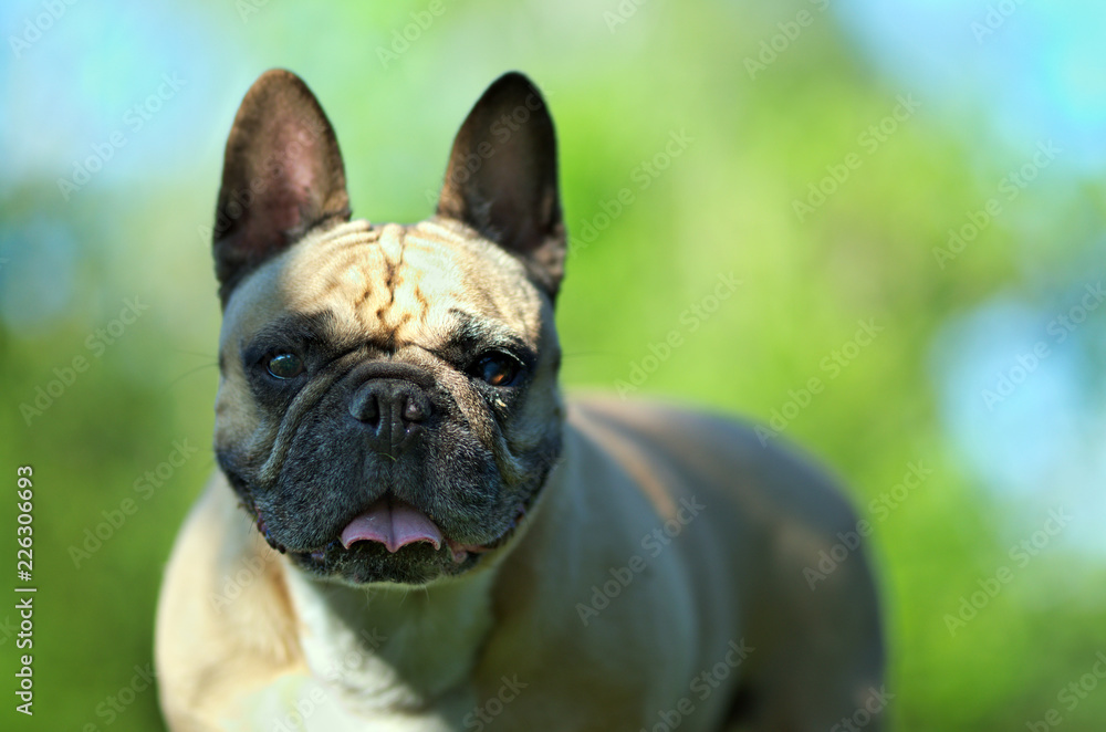 Close up portrait of a French Bulldog