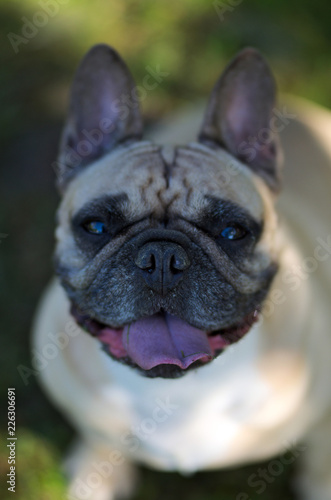Close up portrait of a French Bulldog © SynchR