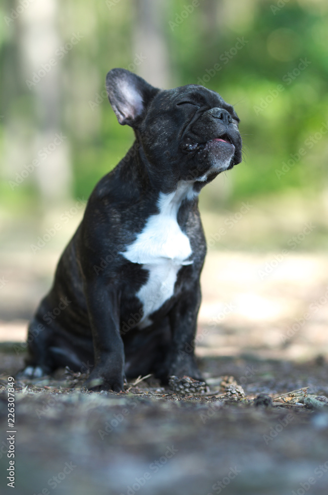 Sitting french bulldog, portrait in the park