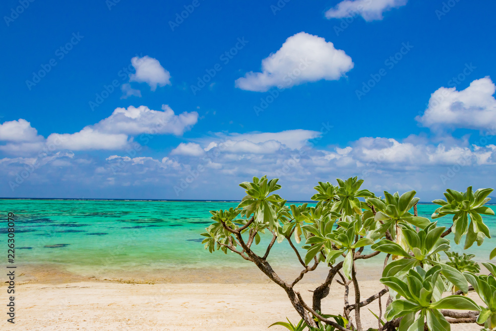 沖縄石垣島　川平タバガー