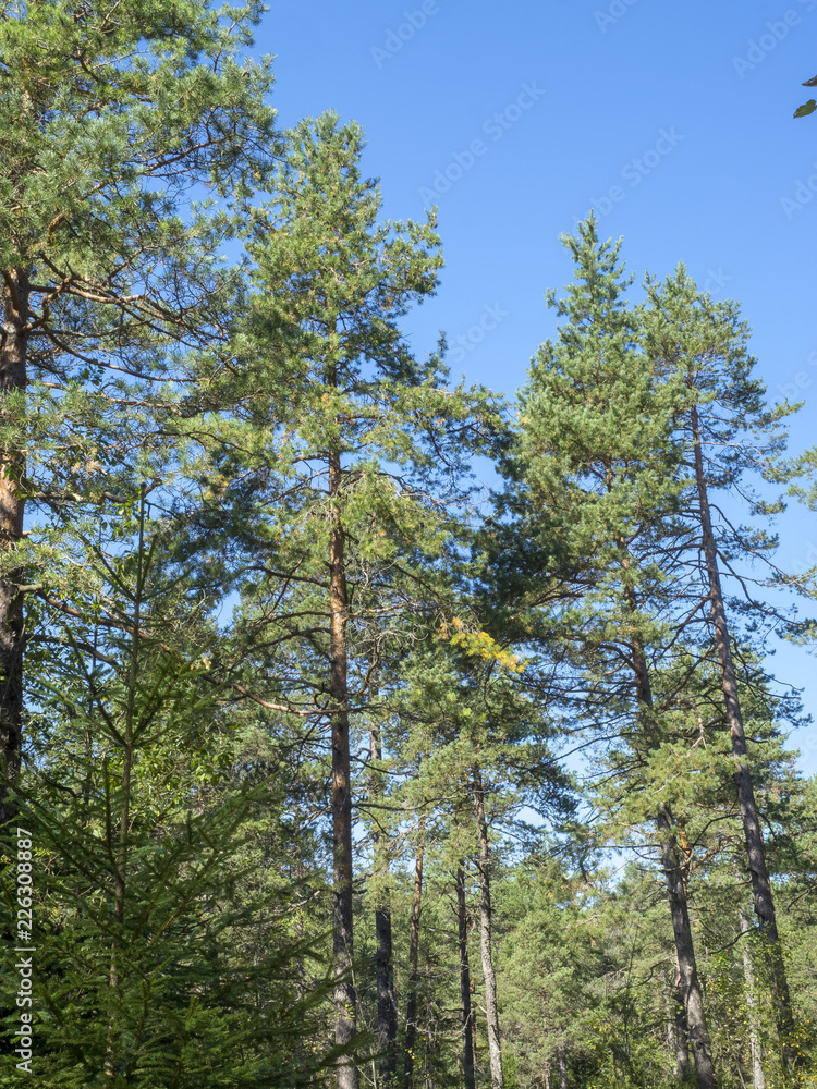 Haut pin sylvestre d'Europe (Pinus sylvestris) ou pin du Nord. au tronc élancé et nu et à l'écorce ocre-rouge. Haut pin sylvestre d'Europe (Pinus sylvestris) ou pin du Nord. au tronc élancé et nu et à l'écorce ocre-rouge.