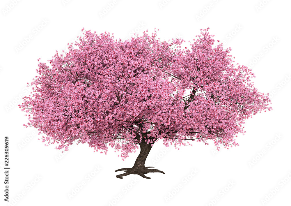 Obraz premium 3D Rendering Pink Blooming Sakura Tree on White