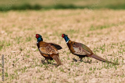 pheasant in the grass