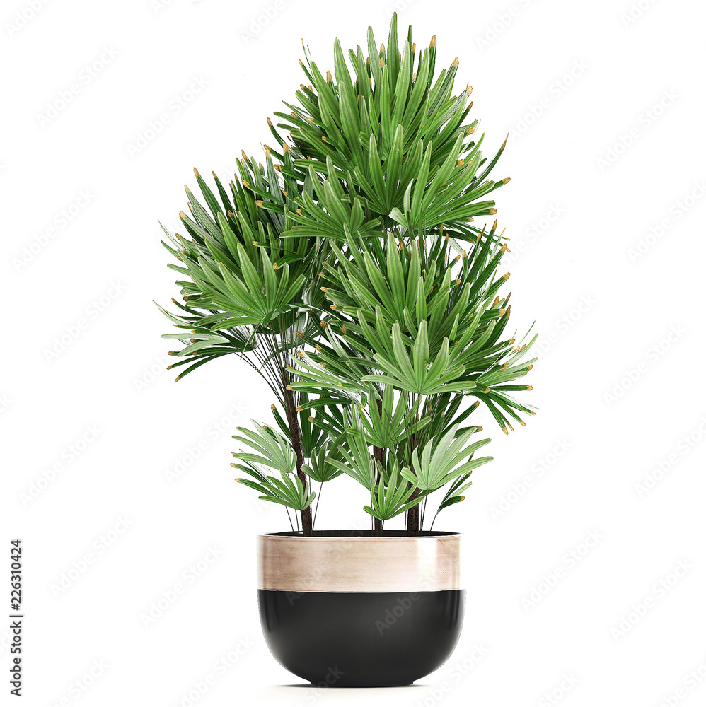 Fototapeta premium Rhapis palms in pots 