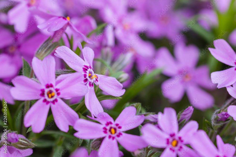 Fototapeta premium purple flower macro