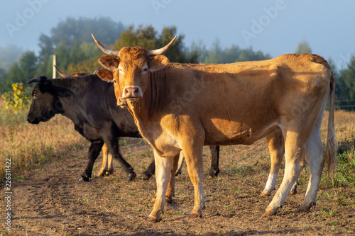 young beef cattle in the pasture