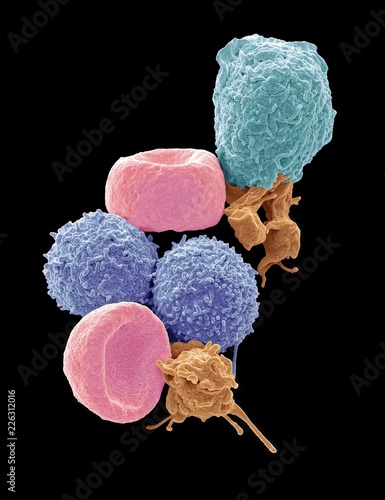 Human blood cells, SEM