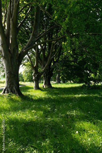 Fototapeta Naklejka Na Ścianę i Meble -  common beech trees in a row on the B3082, badbury rings dorset, England