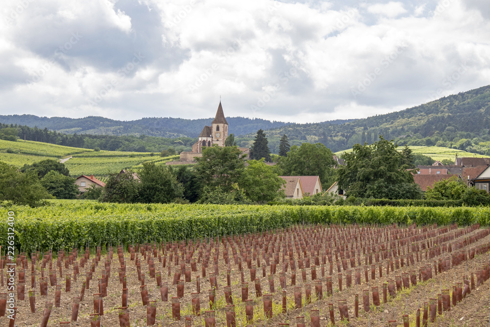 Hunawihr. Les vignobles et le village. Haut-Rhin. Alsace