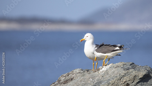 Seagull in Northern Norway