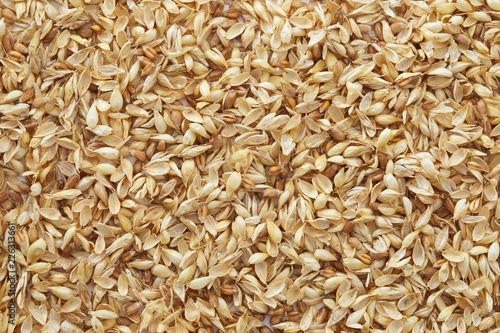 Grains of wheat full frame photo