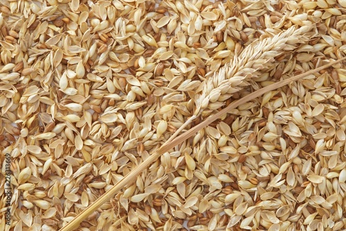 Grains of wheat full frame