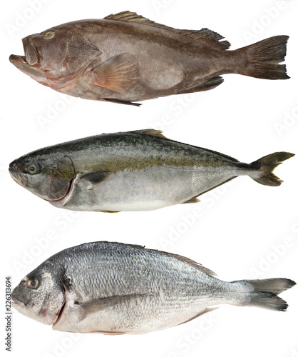 Fresh sea fish set. Grouper, Tuna, Dorado isolated on white