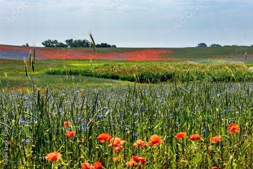 Mohn und Kornblumen Feld in der Uckermark