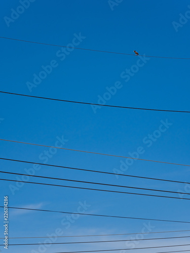bird on electricity cable