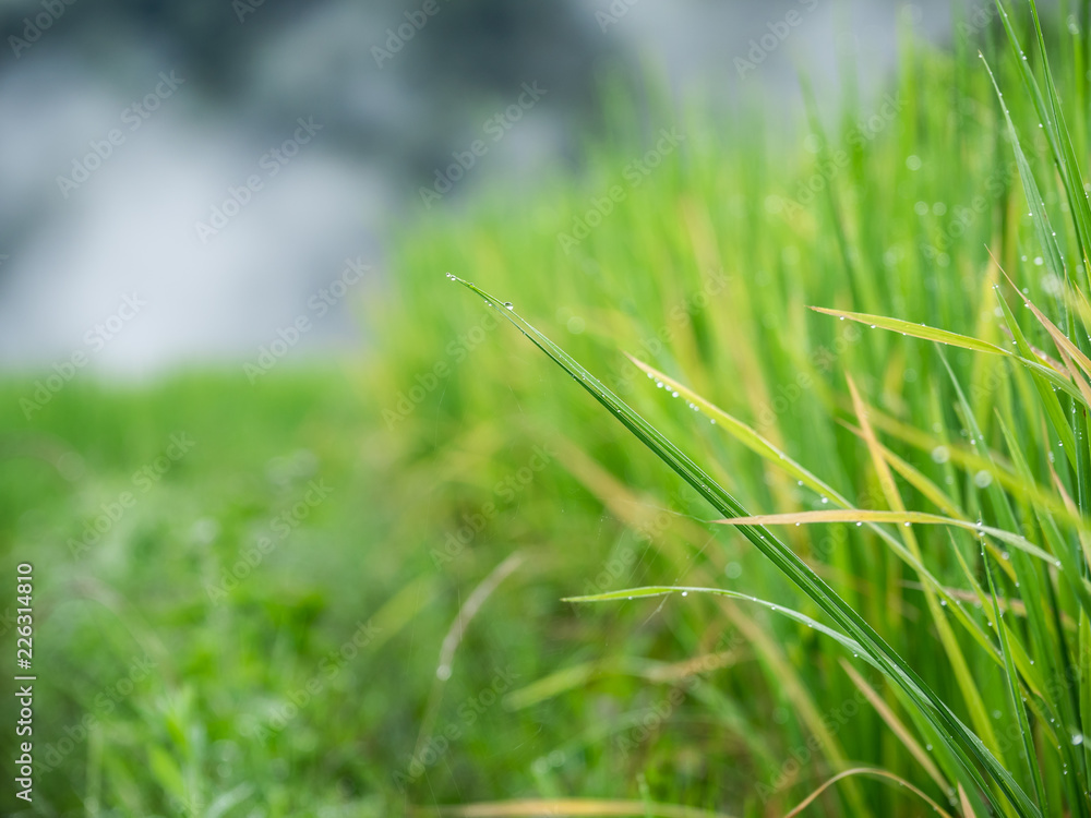 field rice in Asia