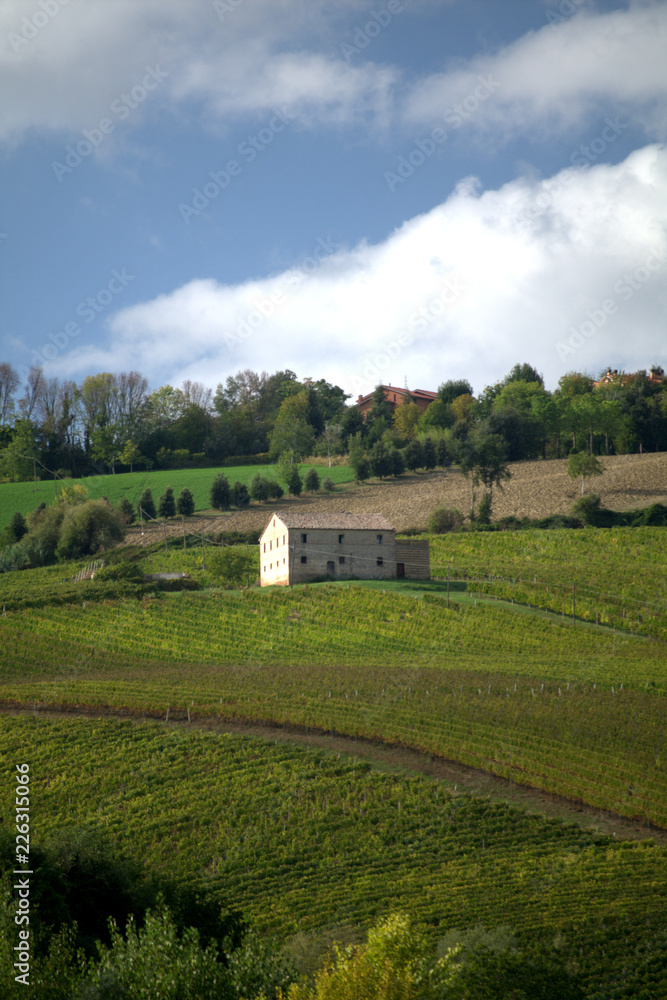 farm in the countryside,vineyard,field,green,landscape,rural,autumn,hill,view farm in the countryside,vineyard,field,green,landscape,rural,autumn,hill,view