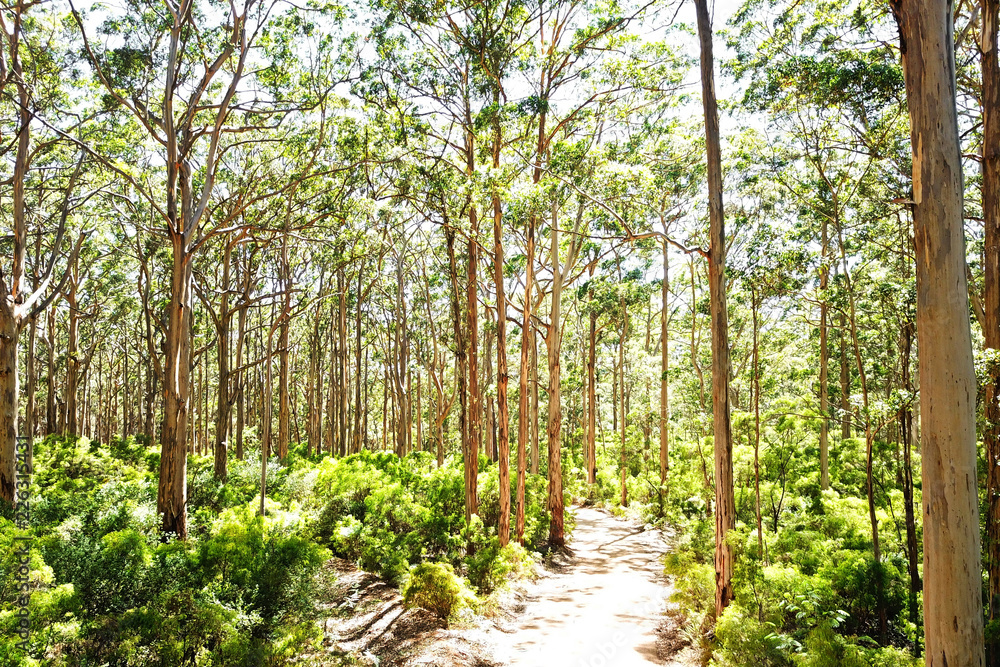 Naklejka premium Boranup Karri Forest, Australia