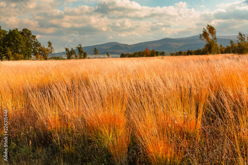 landscape with wheat field and blue sky, Beskid Niski