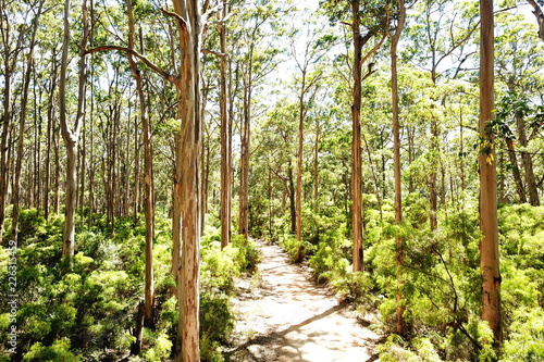 Boranup Karri Forest  Australia