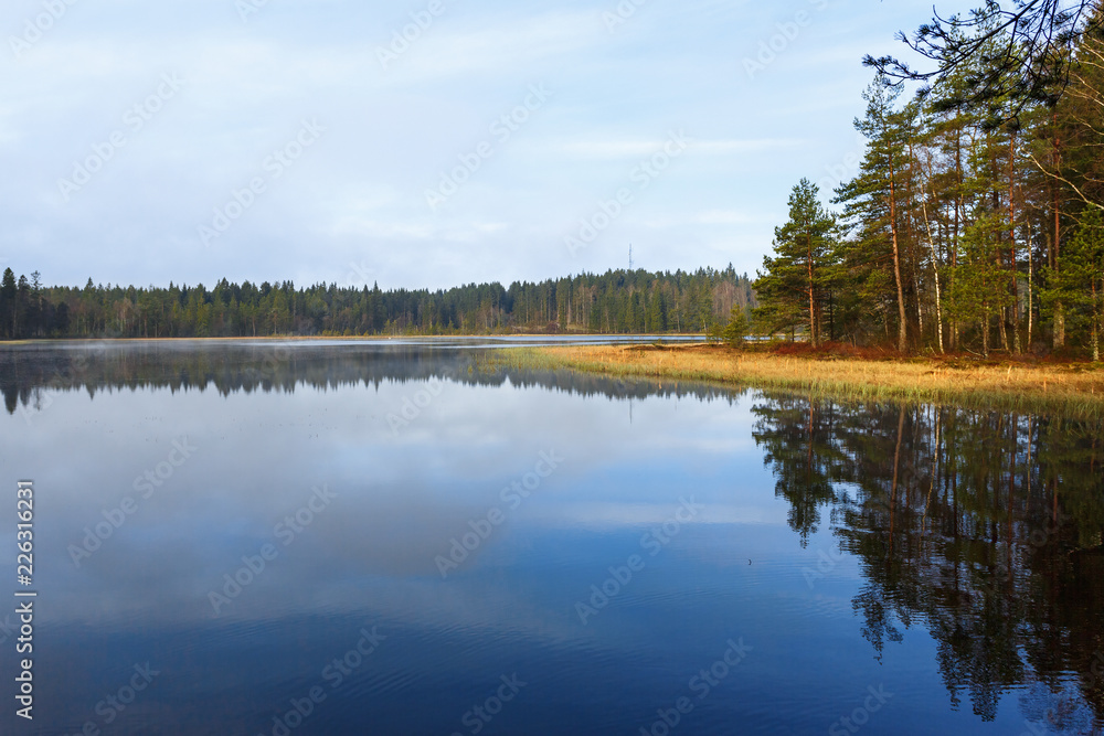 Calm water in a forest lake