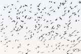 Flock of Jackdaws in silhouette in the evening sky