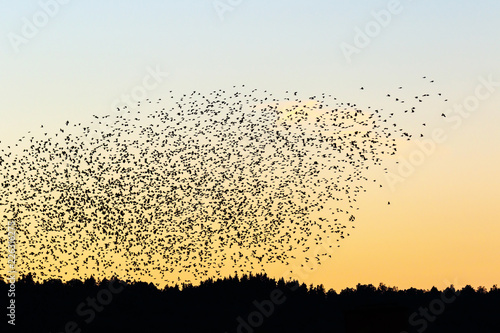 Large bird flock in silhouette in the evening sky over the woods