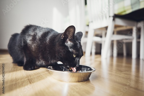 Fototapeta Naklejka Na Ścianę i Meble -  Hungry domestic cat