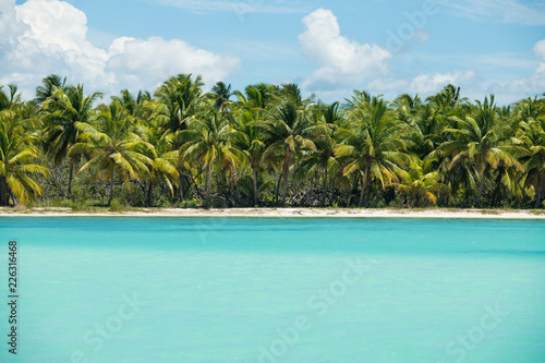 Palms at scenic seashore at Saona island