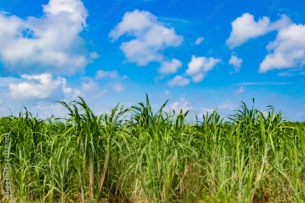 沖縄石垣島 サトウキビ畑と青空 Stock 写真 Adobe Stock