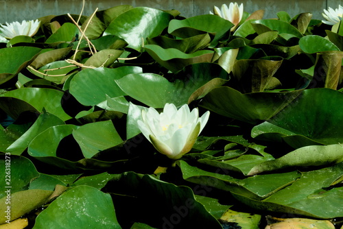 seerose treptower park photo