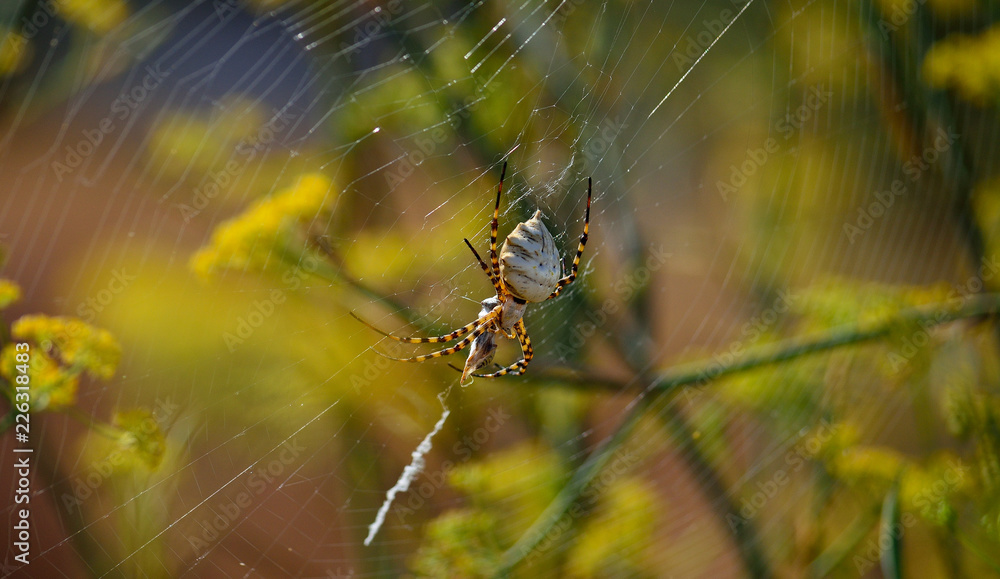 Large spider with a small wasp captured between its legs, Argiope lobata Large spider with a small wasp captured between its legs, Argiope lobata
