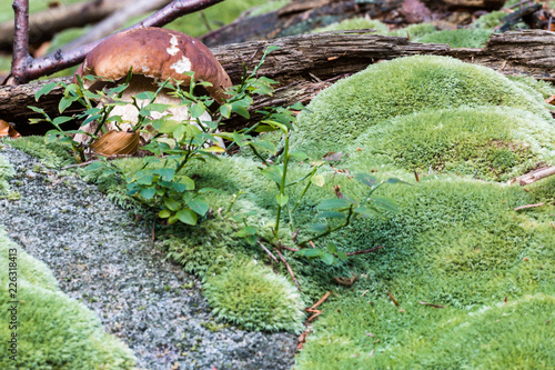 boletus, moss on stone © byfor