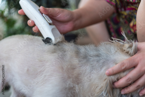 Grooming and haircut dog fur by human with clipper