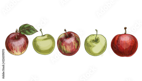 Set of red and green apples isolated on white background. Juicy fruits of the autumn harvest. Vector illustration.