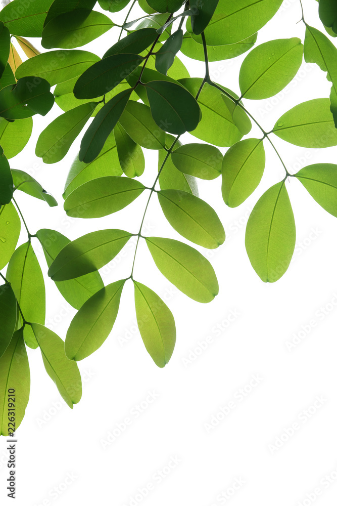 Obraz premium tree branch isolated