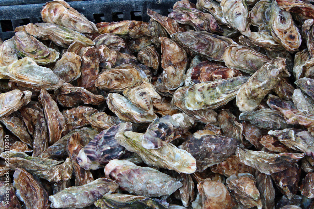 Austern auf dem Markt von Cancale, Bretagne, Frankreich