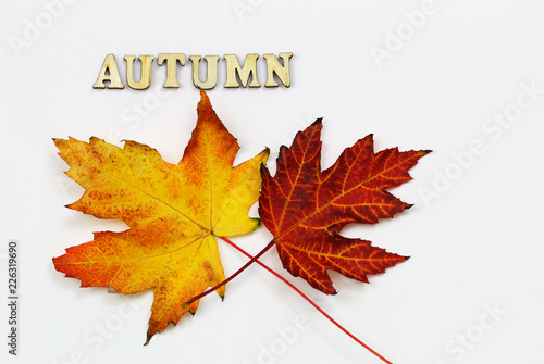 Word autumn written with wooden letters and two colorful autumn leaves on white background
