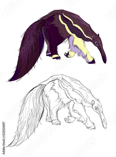 Fantasy illustration of cute fairyland anteater. Colorful and black and white pattern for coloring. Worksheet for children and adults. Vector cartoon image. photo