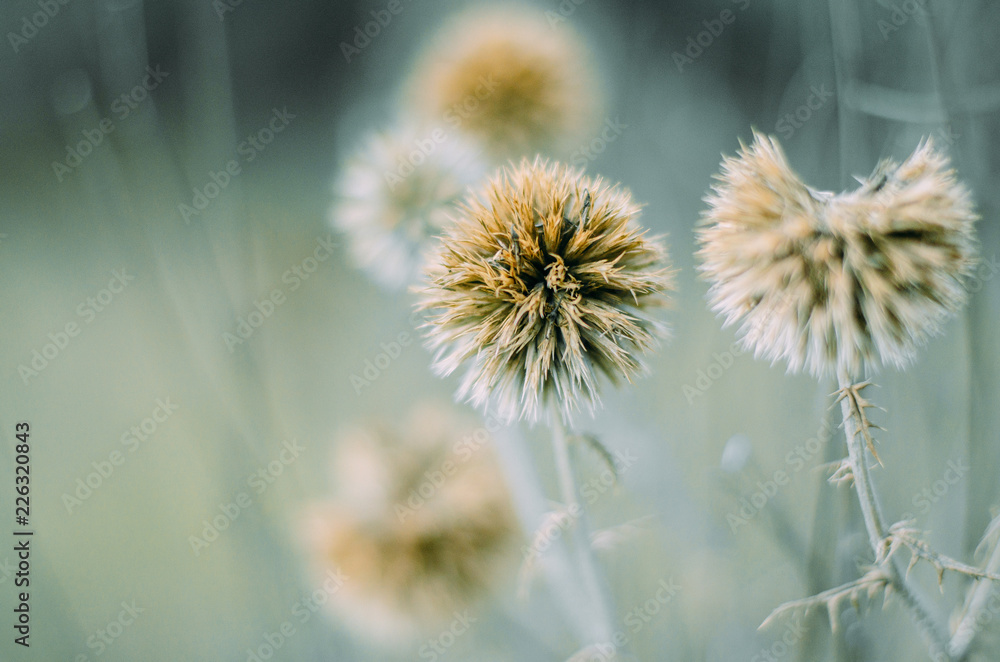 Obraz premium nature