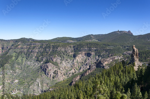 Canary Island pine forest, Pinus canariensis, in Nublo Rural Park, in the interior of the Gran Canaria Island, Canary Islands, Spain
