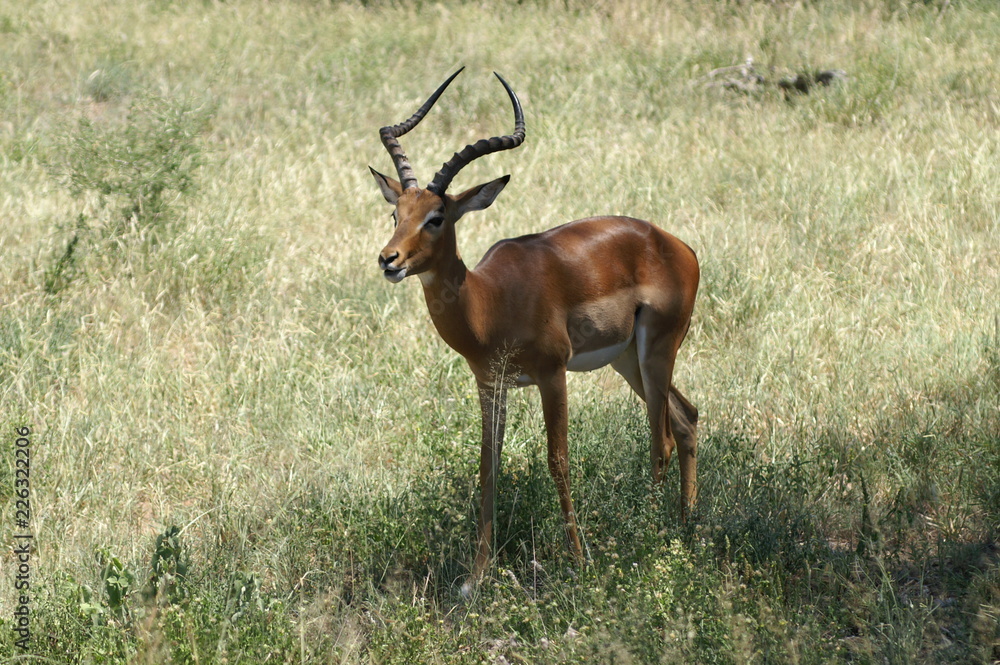 Fototapeta premium antelope