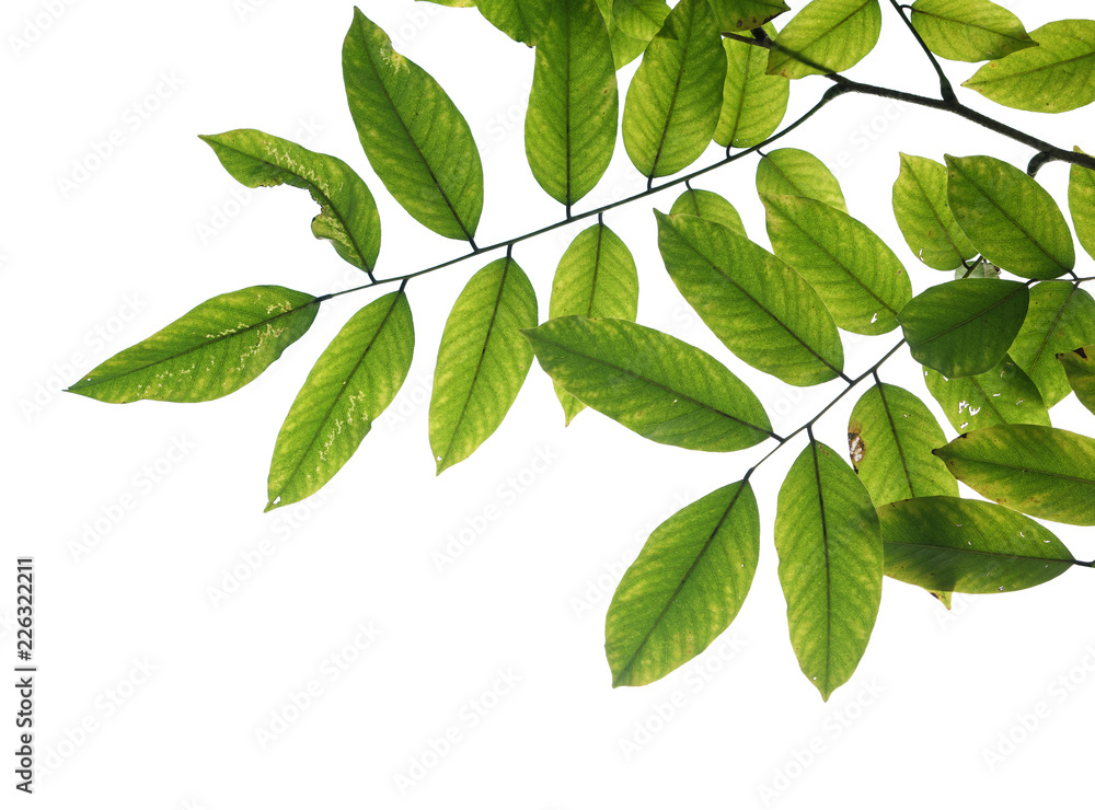 tree branch isolated tree branch isolated