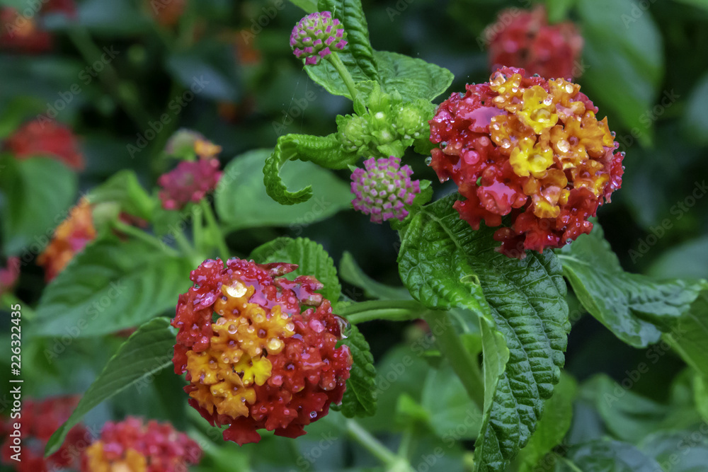 Wax Looking Blooms Wax Looking Blooms