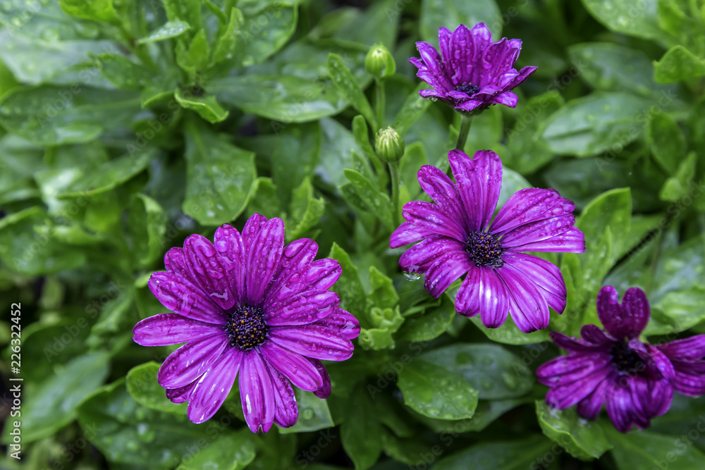 Wet Purple Daisy Wet Purple Daisy