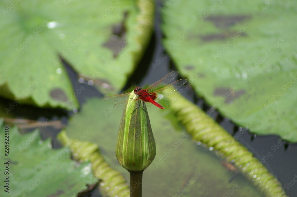 insect insect