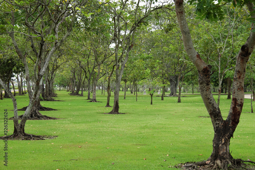 trees row in the park